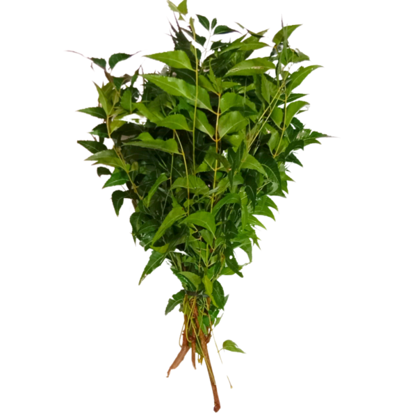 GetFlowersDaily - Neem Leaves - 1 Bundle