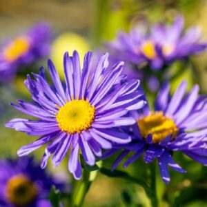 Fresh Purple Aster