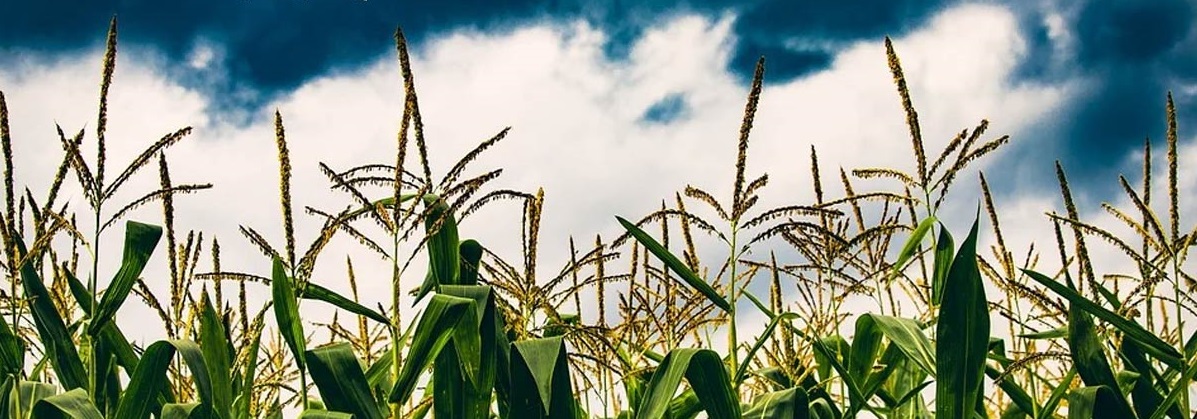 Harvest New Year