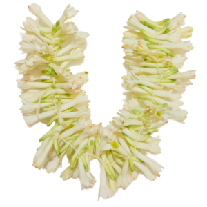 GetFlowersDaily - Tuberose String - 40cm