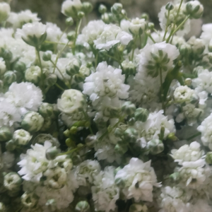 Wedding Garland - Nandhavanam Jasmine & Gypsophila(Baby’s breath)