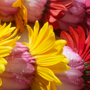 Pink Lotus & Gerbera (Yellow & Red) Garland