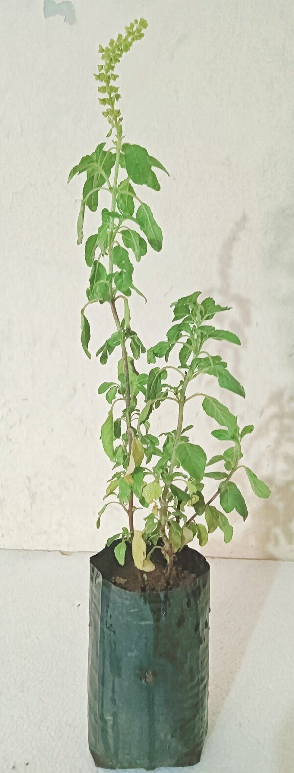 Tulsi Plant - GetFlowersDaily