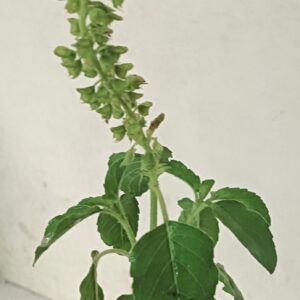 Tulsi Plant - GetFlowersDaily