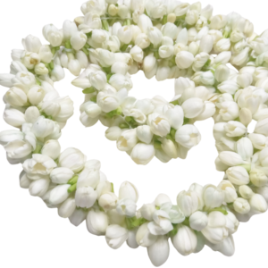 GetFlowersDaily - Plain Jasmine Strings - 120cm