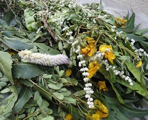 Avarampoo (Senna flower)