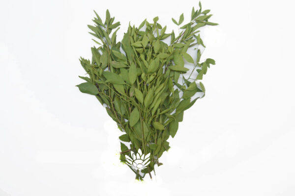 Vilva Leaf