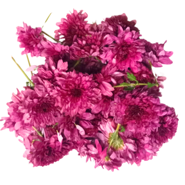 Aster Red (Raspberry Red) Flowers - 250gms