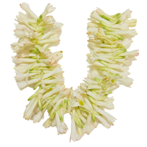 Tuberose (Rajanigandha) String - 40cm