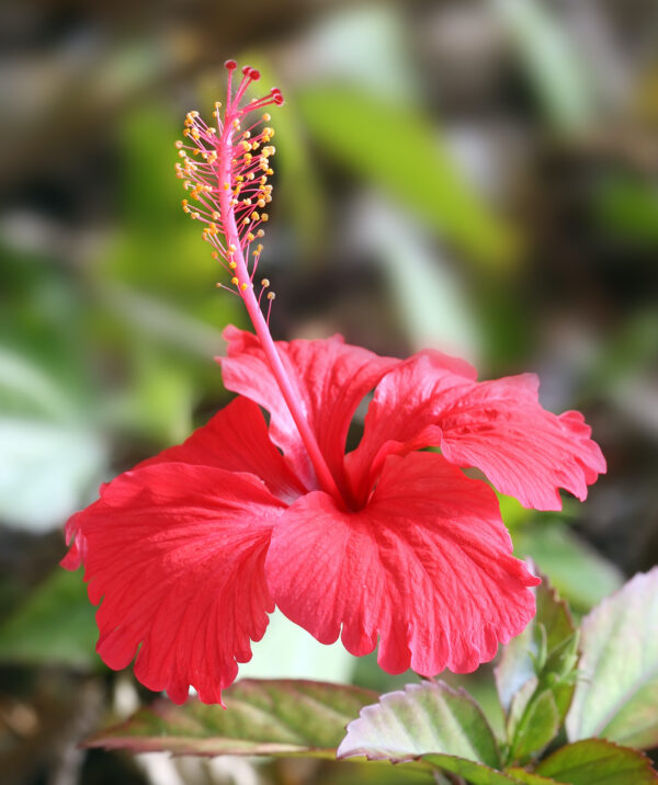 Hibiscus Flowers