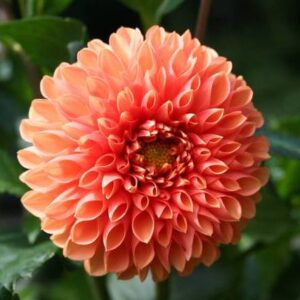Dhariya Flower (Big) - 1 Pair