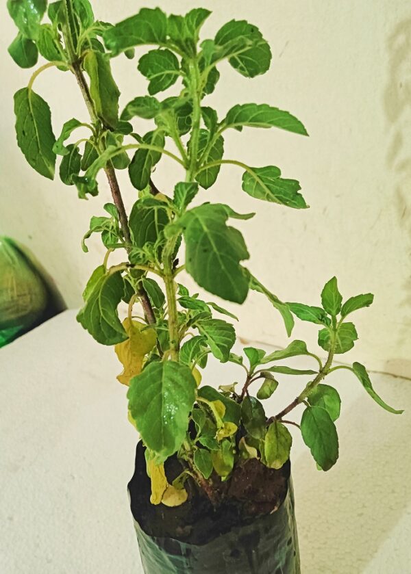 Tulsi Plant -1 piece