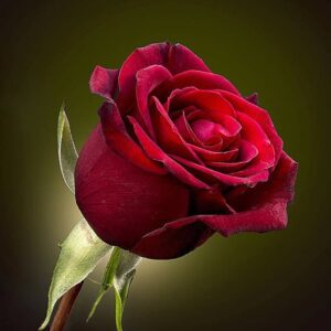 Rose Red Flower (1.5" Stem) - 250gms