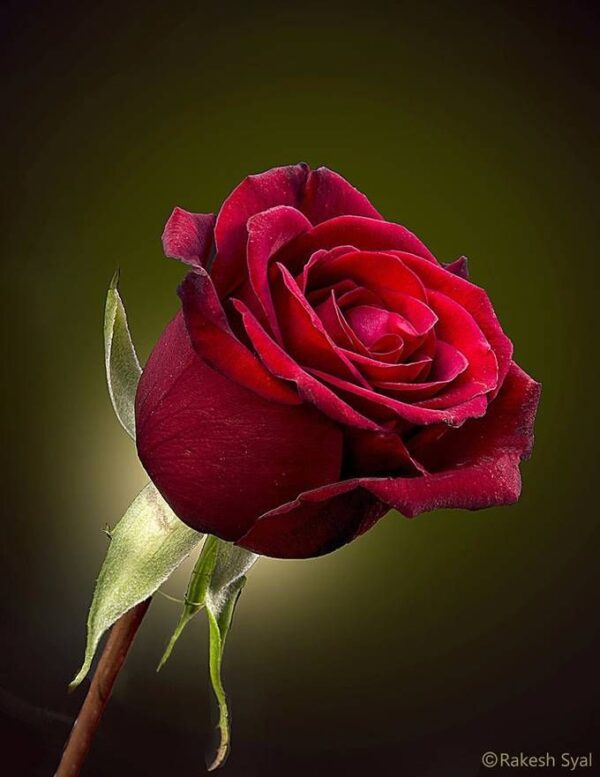 Rose Red Flower (1.5" Stem) - 250gms