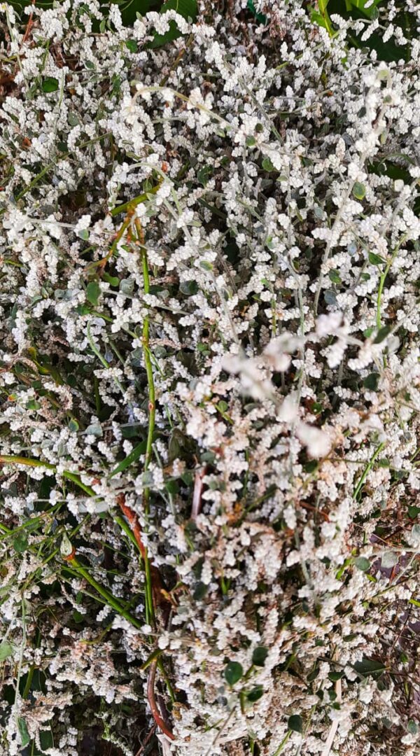 Mountain knot grass