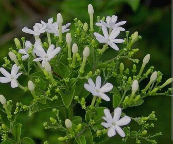Mullai Loose Flower - 250gm