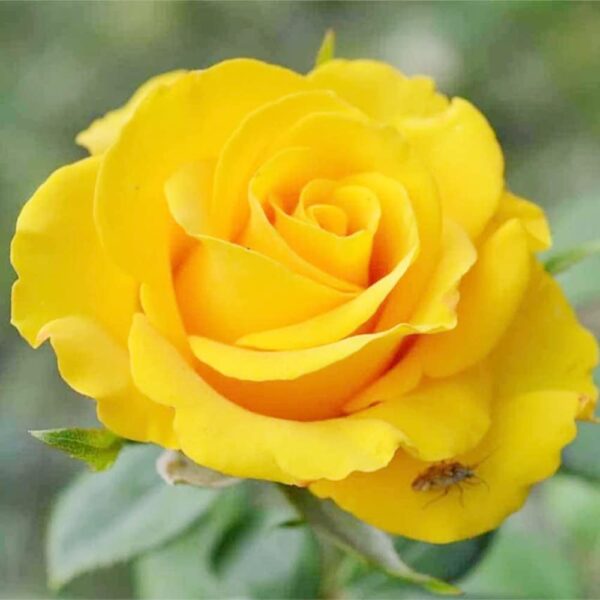 Yellow Rose - 1.5" Stem